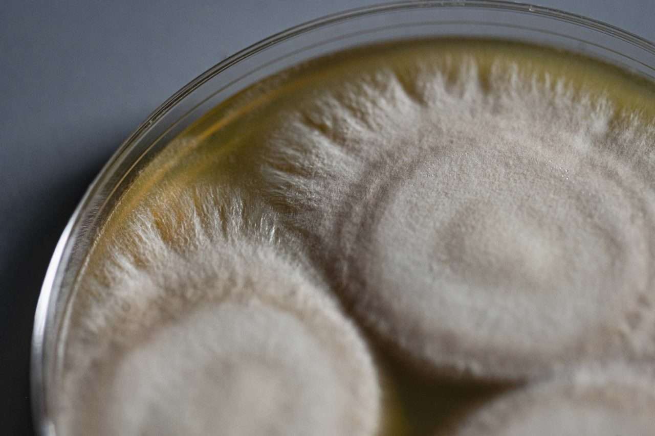 Microbial Rostock Homepage - Hayes Microbial Consulting